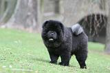 CHOW CHOW 728